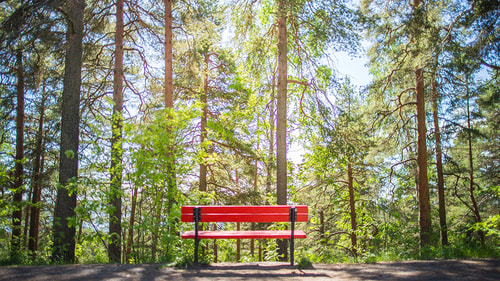 Puita ja punainen penkki