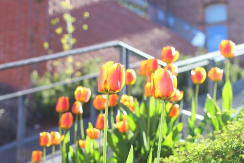 Tulppaaneja auringossa