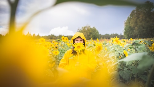 Henkilö seisoo auringonkukkapellolla kukka käsissään.