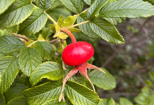 Ruusunmarja.
